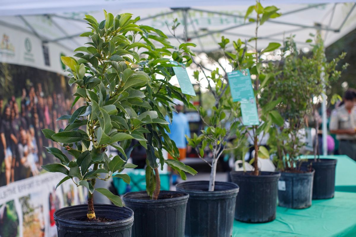 Keep PBC Beautiful Tree Giveaway