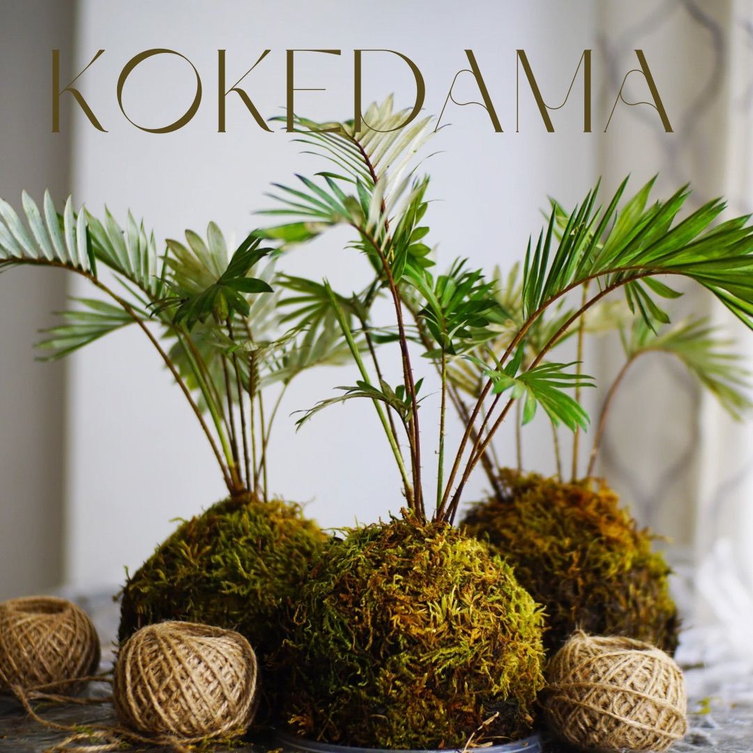 Kokedama Moss Ball