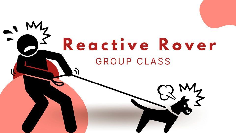 Reactive Rover, All About Dogs, Chagrin Falls, 17 February 2024