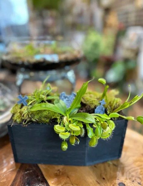 Create Your Own Coffin Carnivorous Planter Workshop