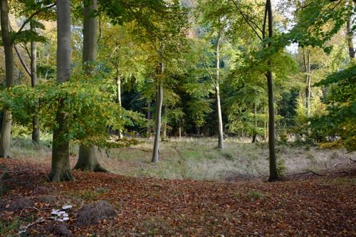 Kings Forest Orienteering