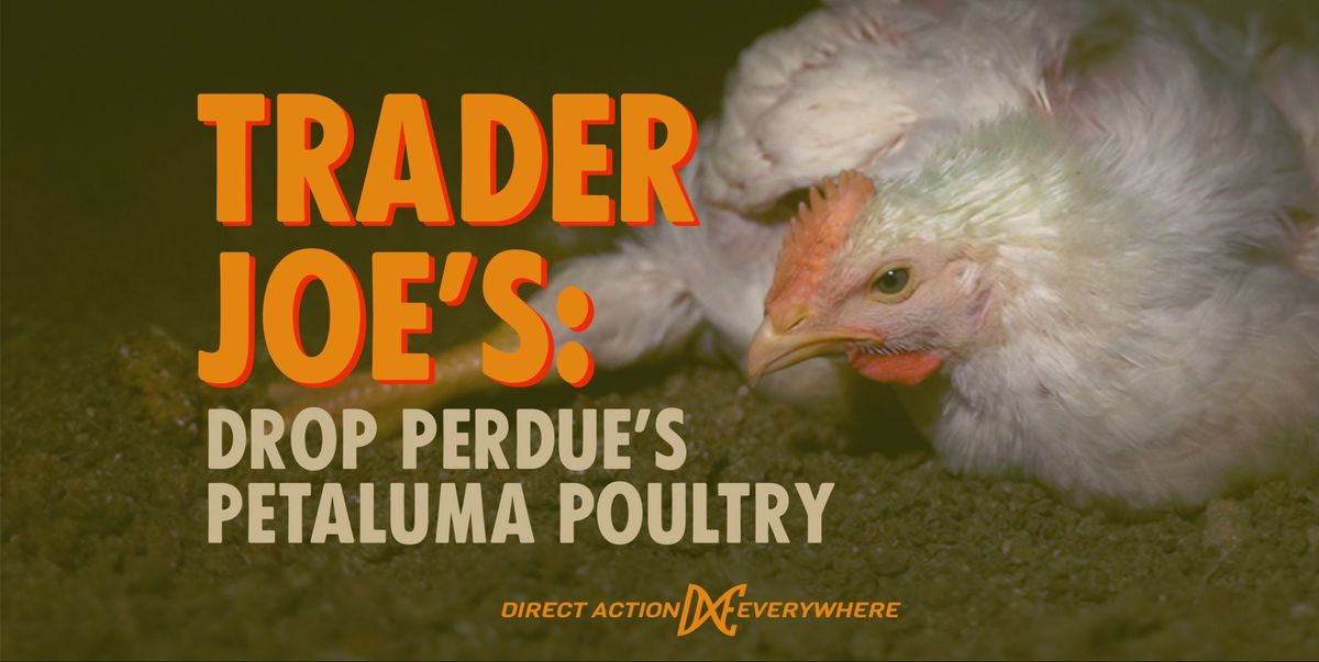 Trader Joe's: Drop Perdue's Petaluma Poultry