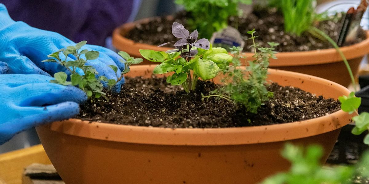 Herb Bowl Workshop