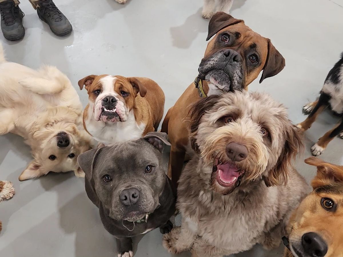 Playful Pups Open Day