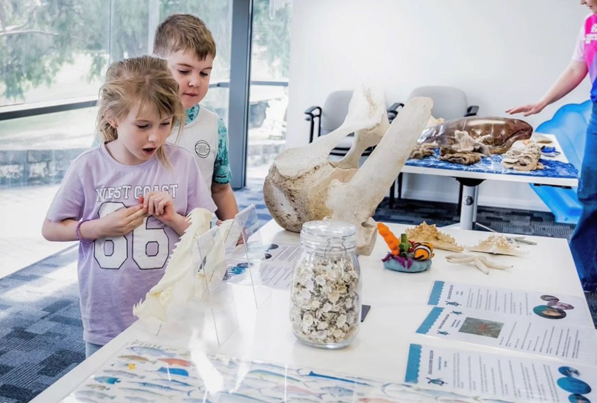 Ocean Discovery - Summer Holiday Program 2025