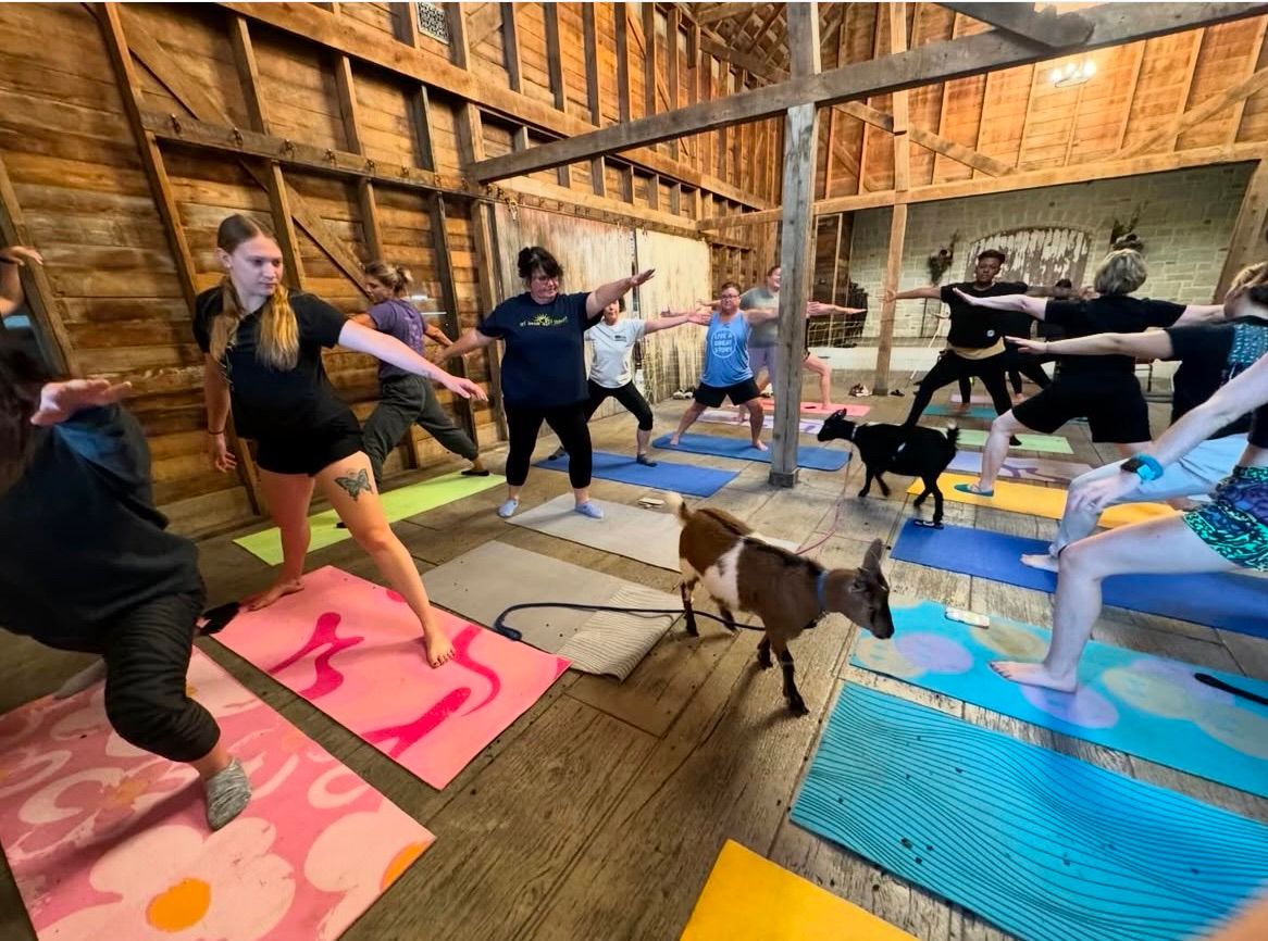 Goat Yoga @ Live Beyond Limit!