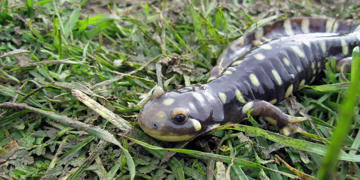 California Tiger Salamander Terrestrial Ecology Workshop