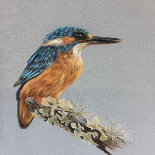 How to Draw a Kingfisher in Pastel Pencils