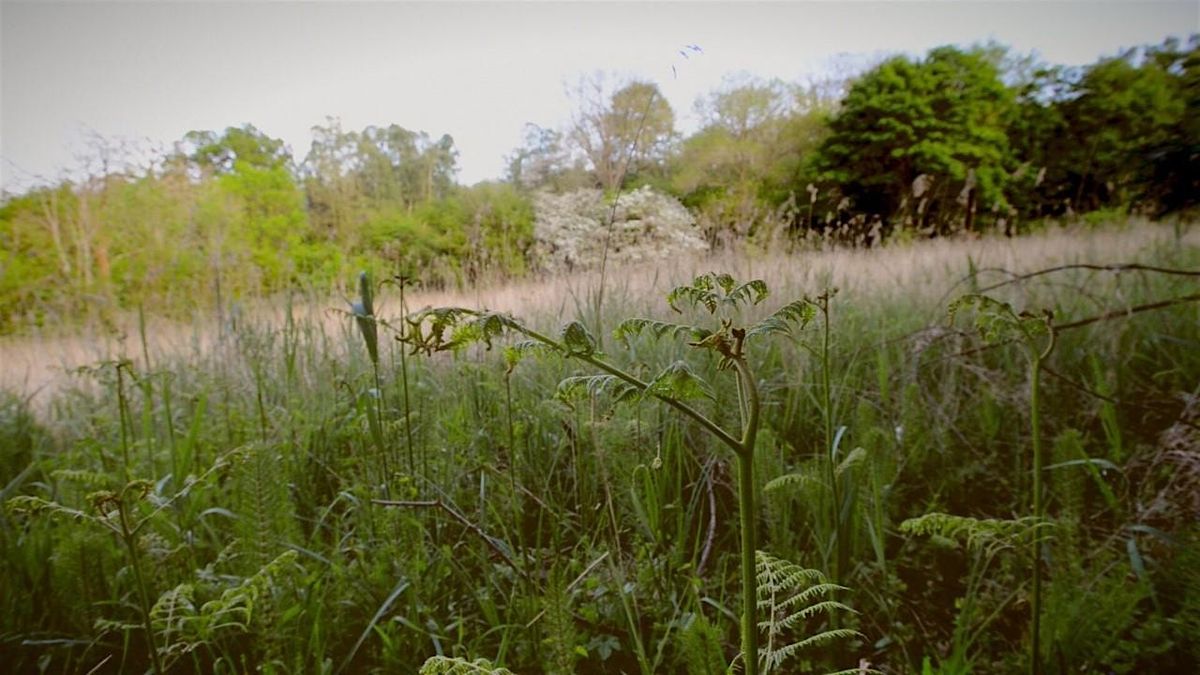 Wytham Fens