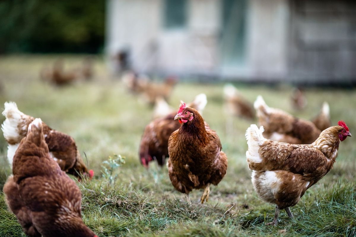 Sur r\u00e9servation : Vente de poules rousses \u00e0 la ferme