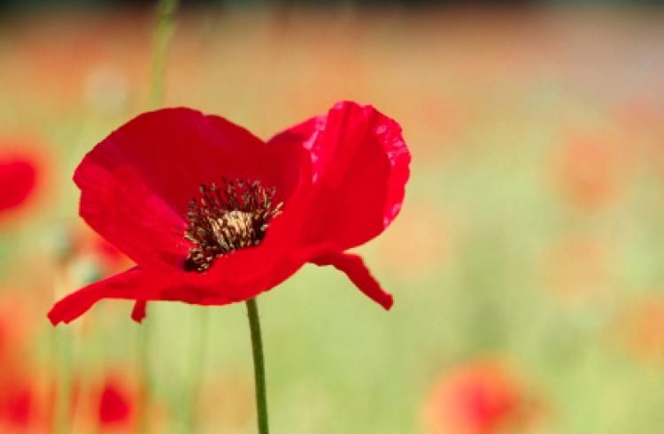 Halifax RT - Remembrance Sunday