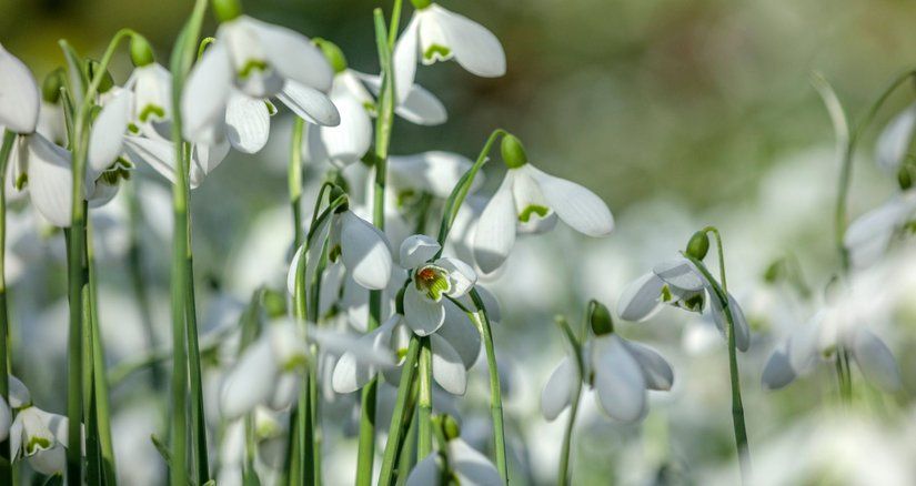 Snowdrop Days at York Gate Garden - General public