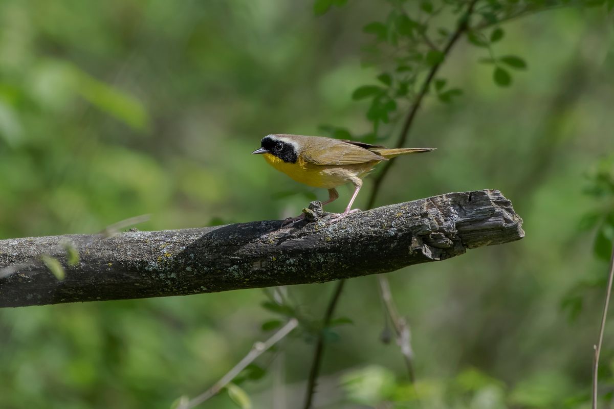 Birding Thornwood Nature Preserve