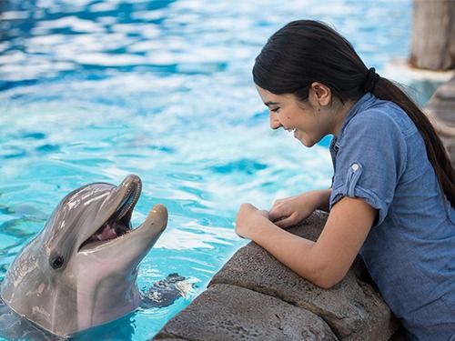 \ud83d\udc2c VIP Dolphin Experience at SeaWorld Orlando Getaway Deal \ud83c\udf0a $499 Per Couple