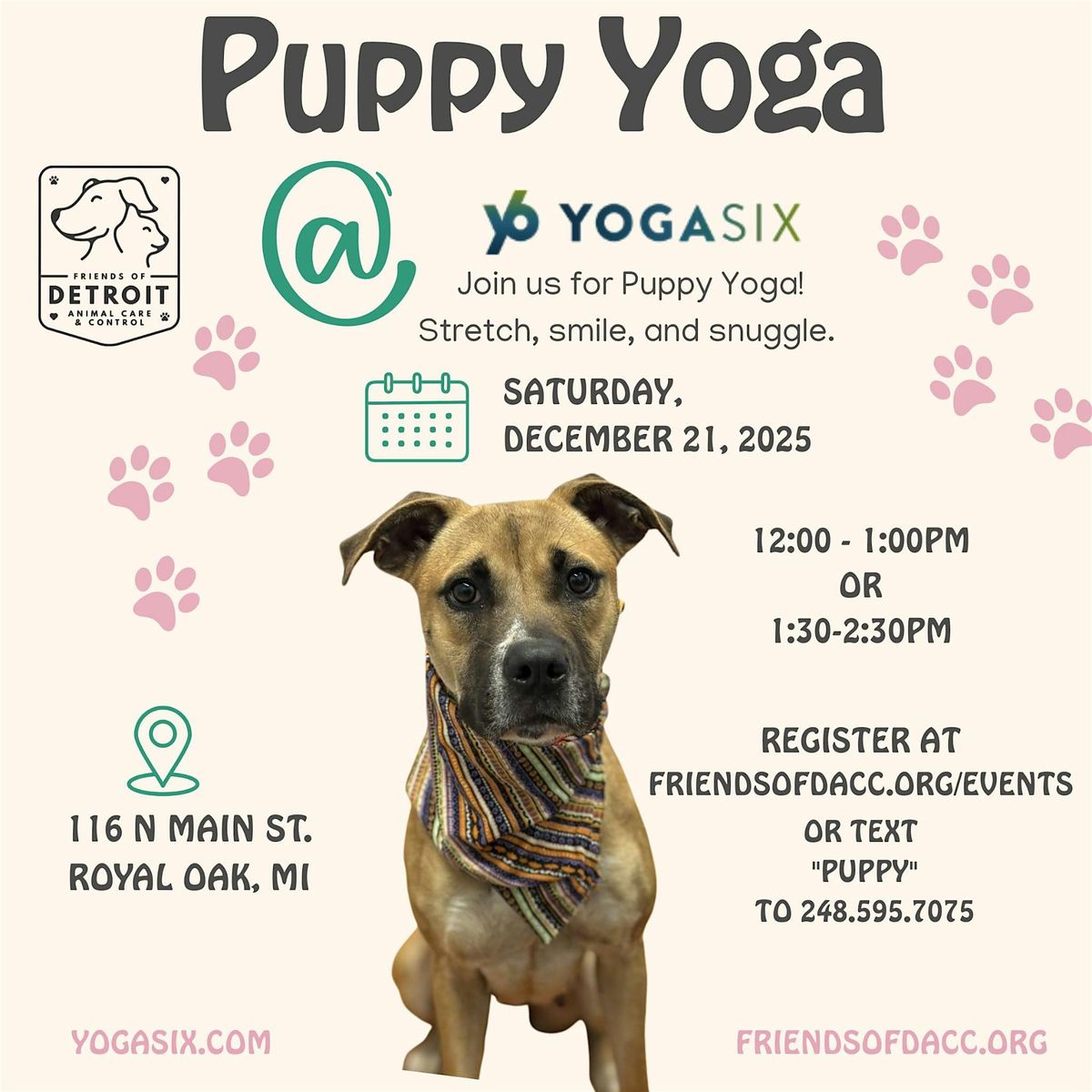 Puppy Yoga at YogaSix Royal Oak Supporting the Friends of DACC