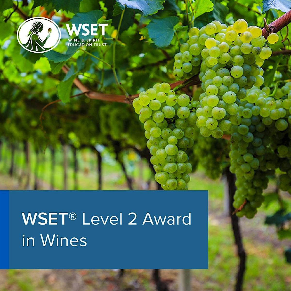 WSET Level 2 Award in Wines: Cedar Park -Starts June 27th
