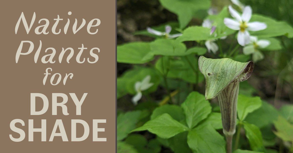 Native Plants for Dry Shade: Class + Tour