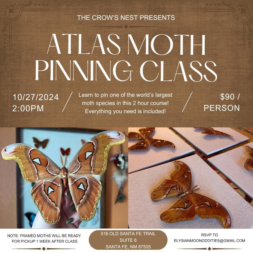 Atlas Moth Pinning Class