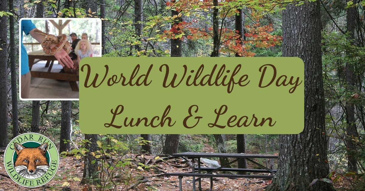 World Wildlife Day Lunch & Learn