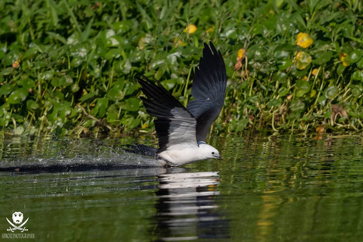 Watery Acrobatics of the Swallow-tailed Kite. A Professional Photography Opportunity.