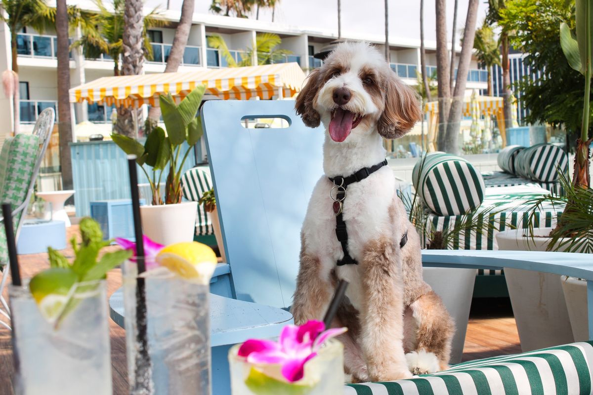 Yappy Hour Mondays at Del Rey Lounge 