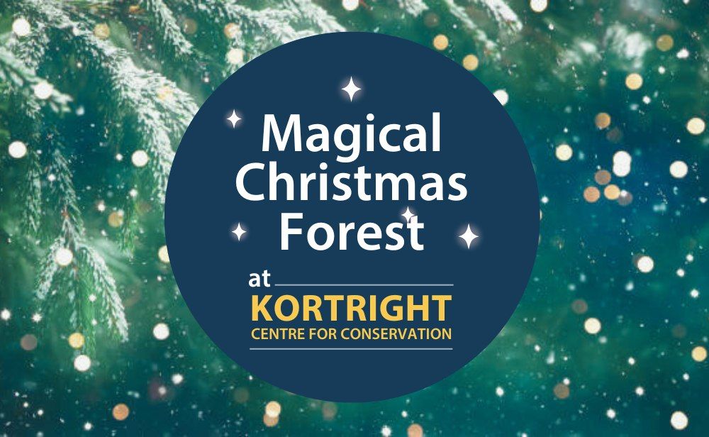 Magical Christmas Forest