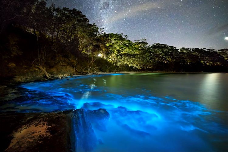 Bio-luminescence Kayaking: Last Tour of 2024!