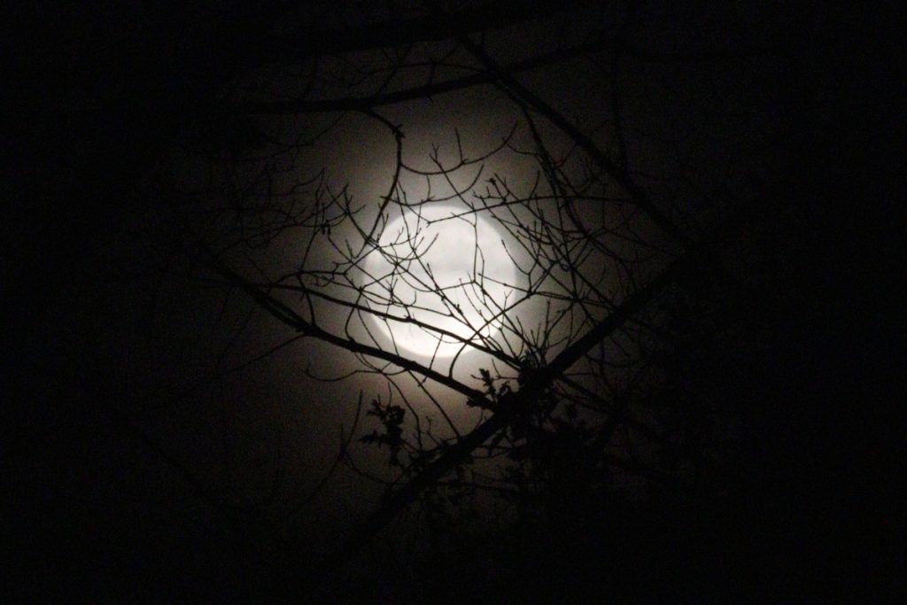  Werewolves of High Park: Moon Walk