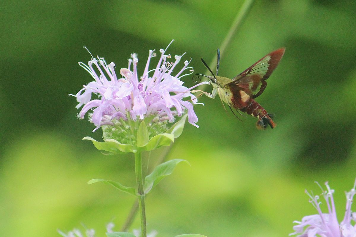 Native Plants for Your Garden: Right Plant, Right Place - Mt. Lebanon Nature Concervancy