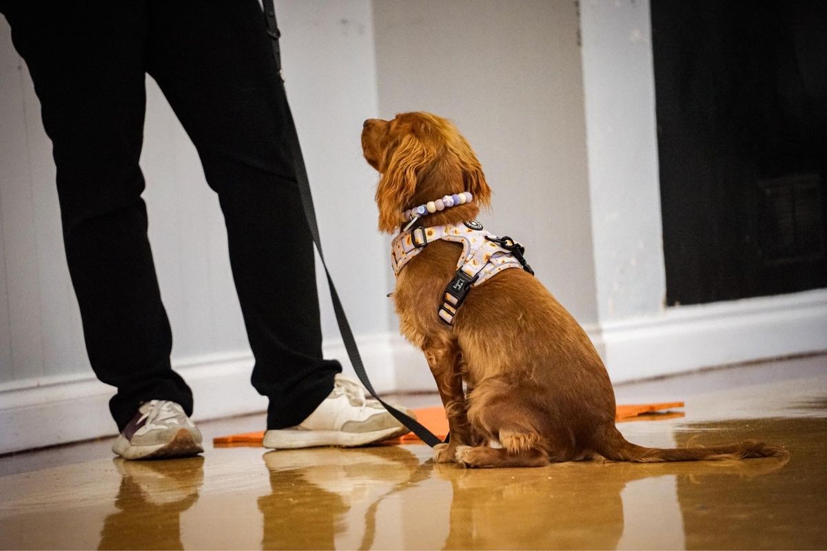 Puppy Class - Aston