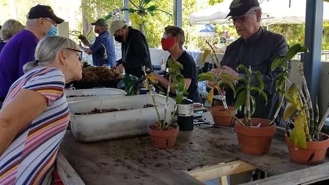 Orchid Repotting Clinic - Florida West Coast Orchid Society - 2025