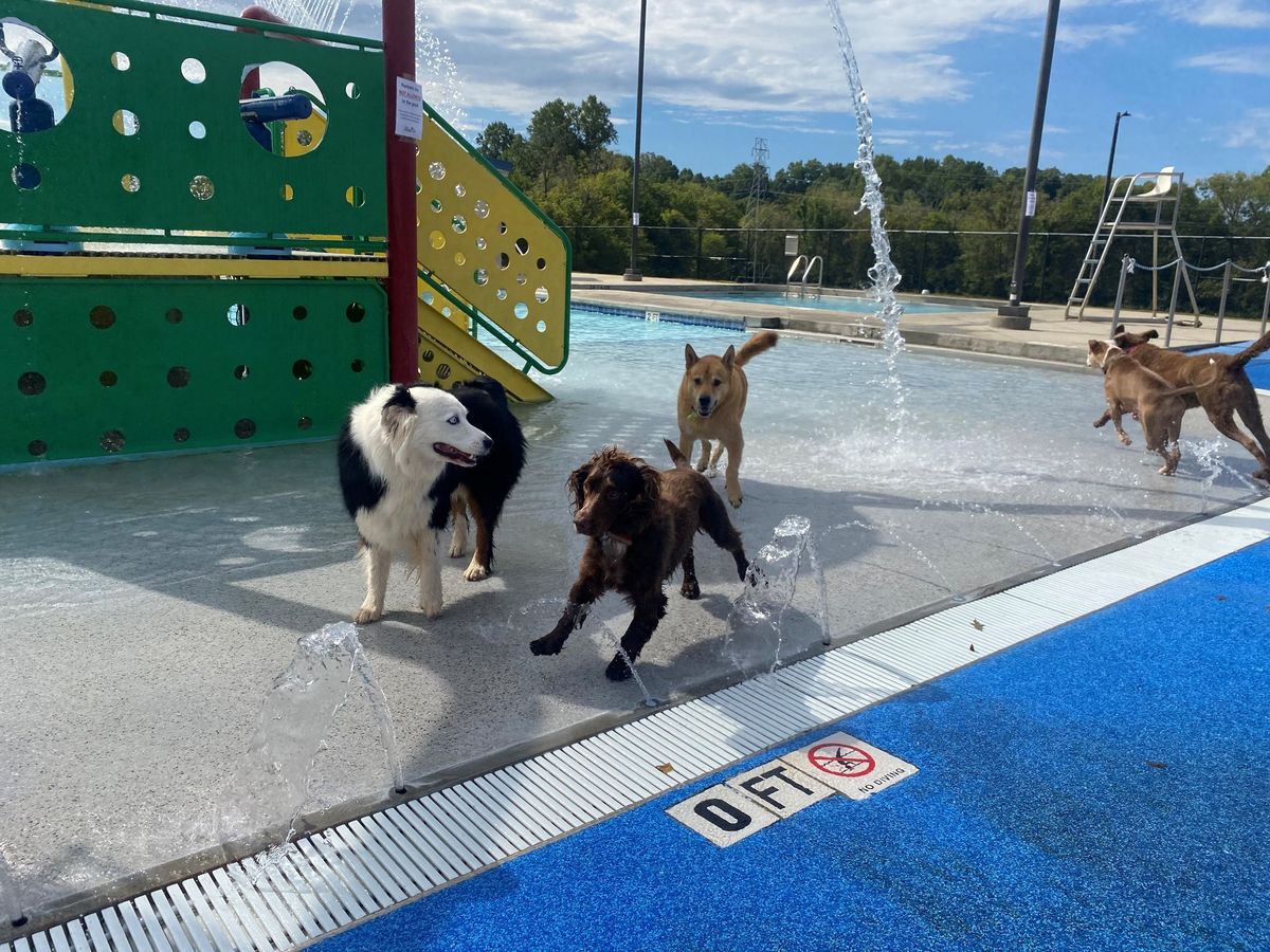 Dog Day at the Pool with the Statesville Recreation & Parks Department