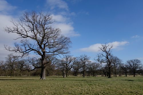 Ickworth Park Orienteering