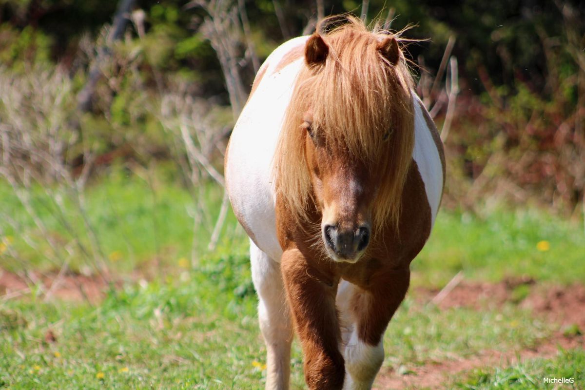 BlueSky Stables Spooktacular Trail Ride