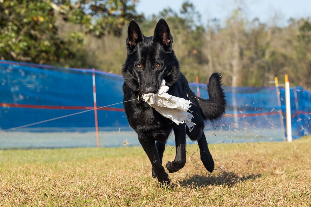 6 Fast CATs ~ Palm Bay Agility Club