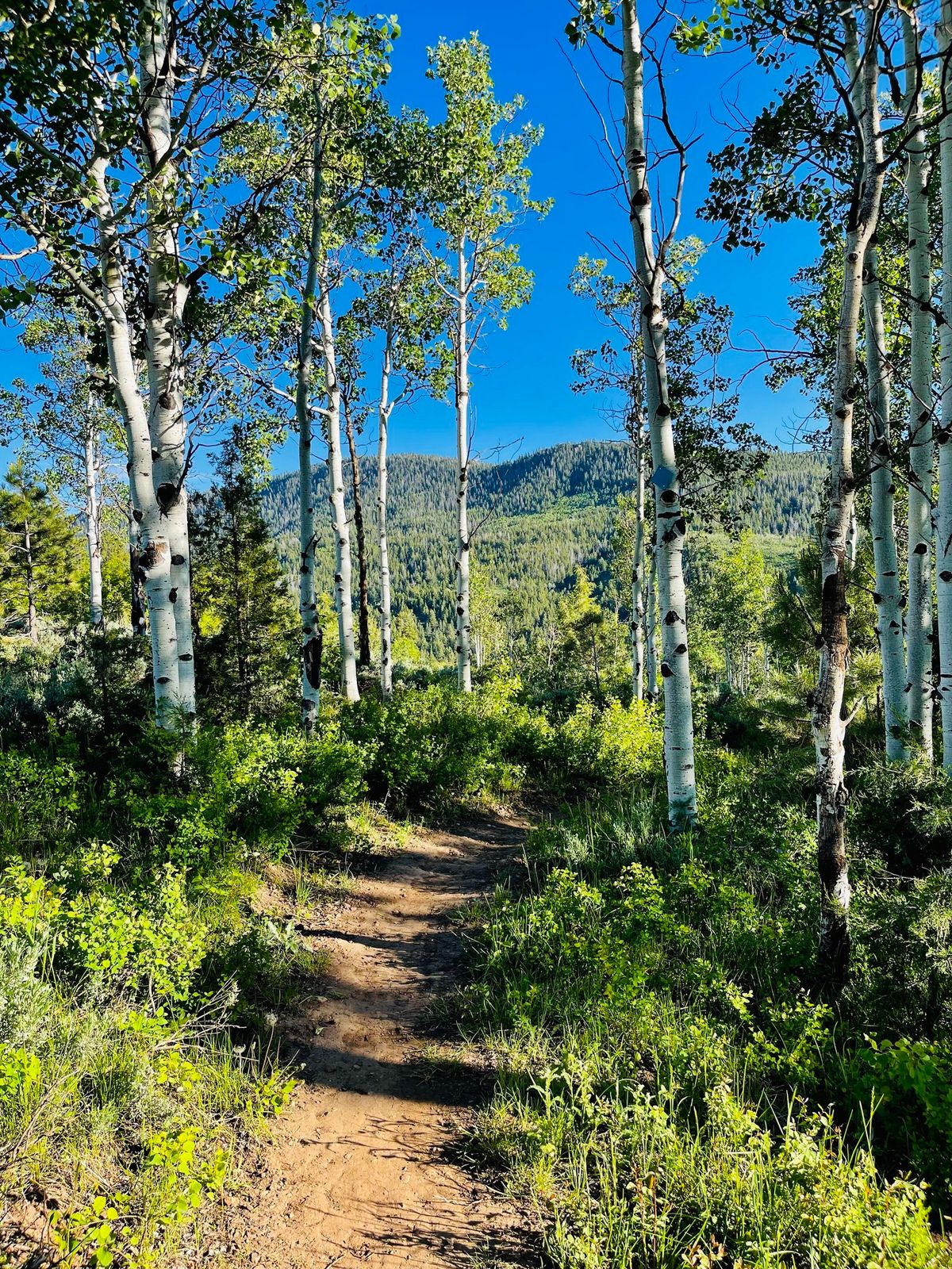 Summer Solstice Hike !