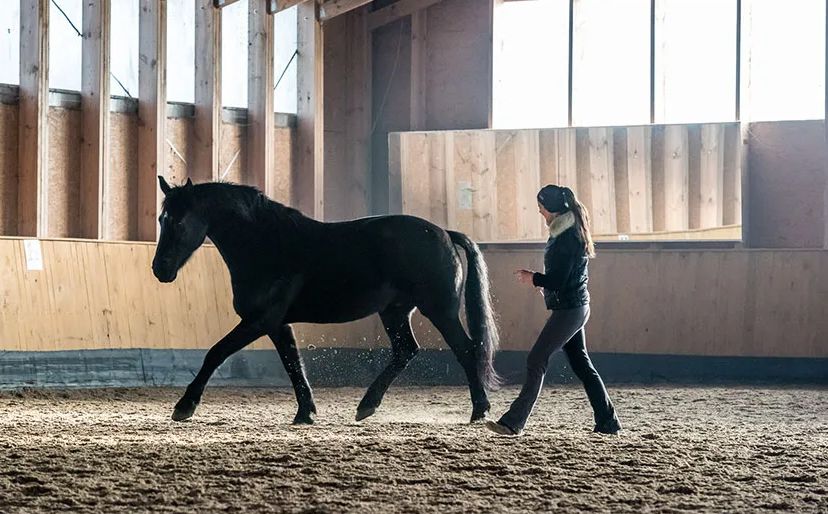 Bettina Biolik clinic \u2013 beautiful dressage through beautiful partnerships