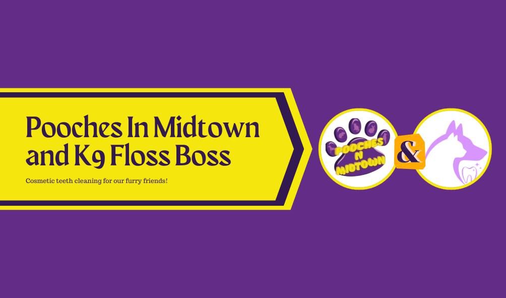 Pooches in Midtown with K9 Floss Boss Cosmetic Teeth Cleaning!