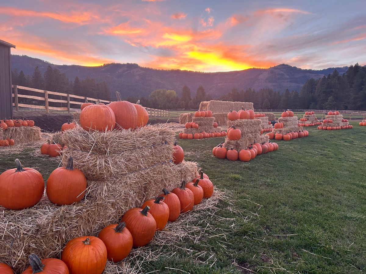 PUMPKIN PATCH!!!