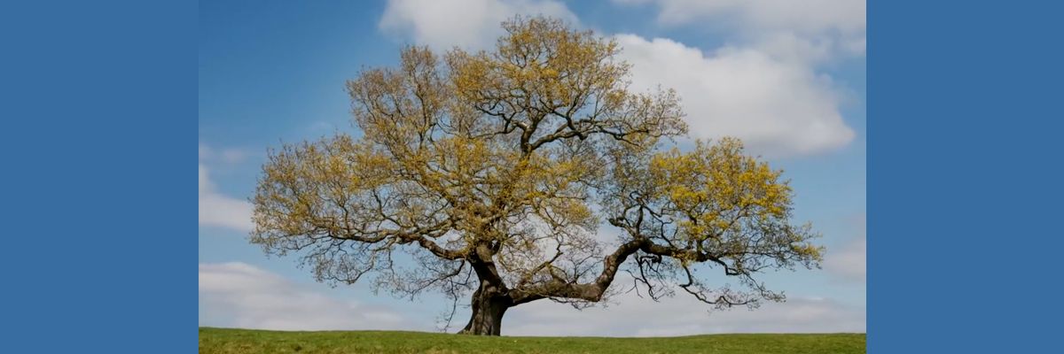 The Dreaming Tree by Ewan MacKay