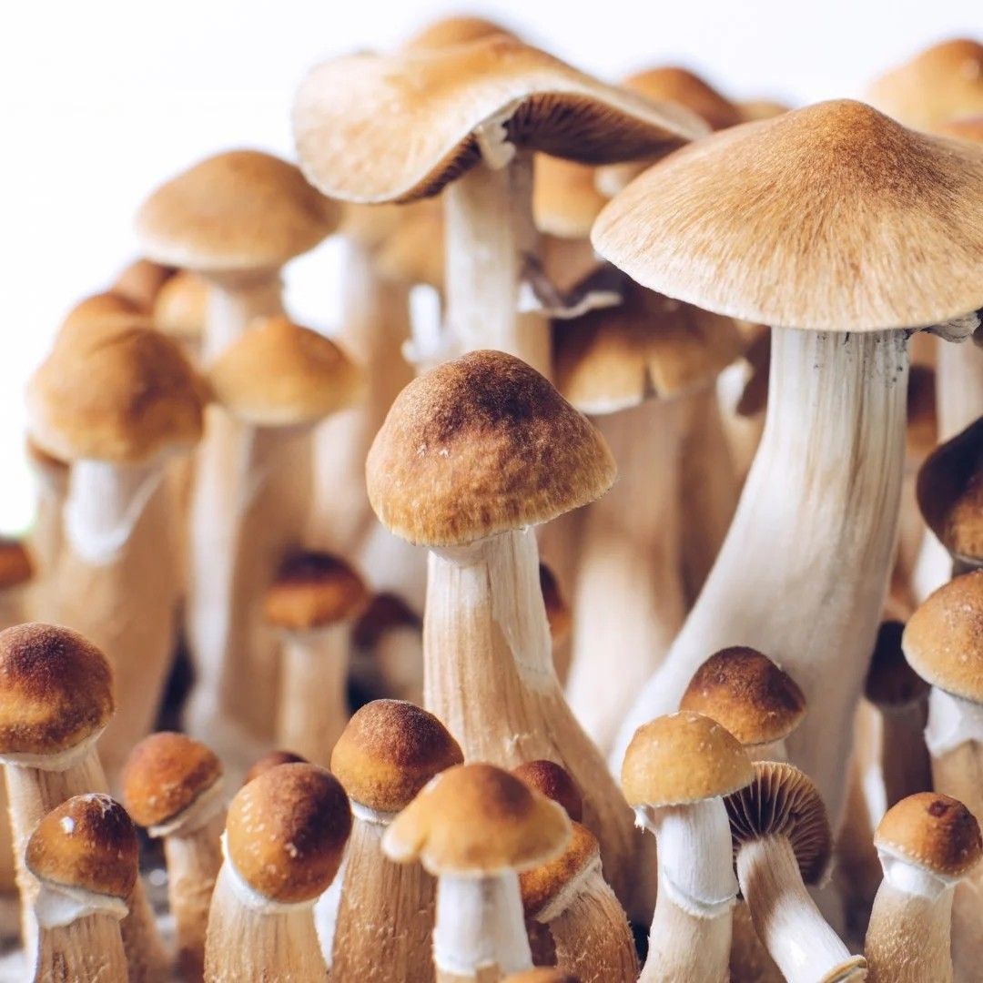 Psilocybin-Assisted Therapy Basic Training Denver Metro | May 2024