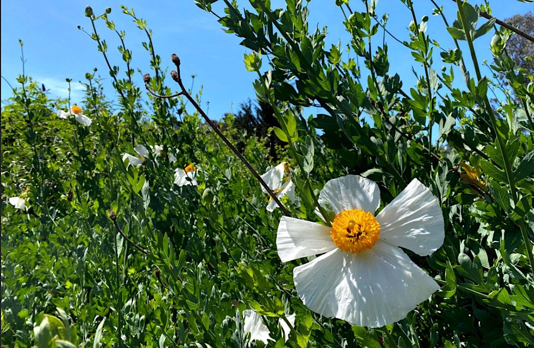 Alemany Farm Native Plant Volunteer Day