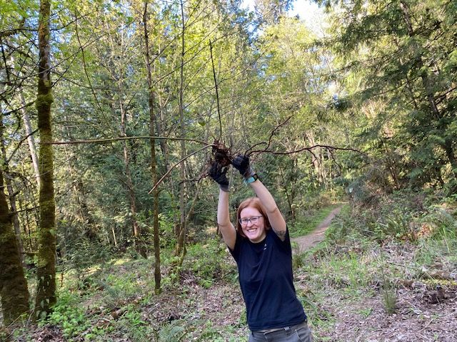 Restoration Event with WA State Parks at Squak Mountain