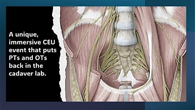 Pelvic Floor Cadaver Anatomy: In-Depth Cadaver Exploration | Pelvic Floor