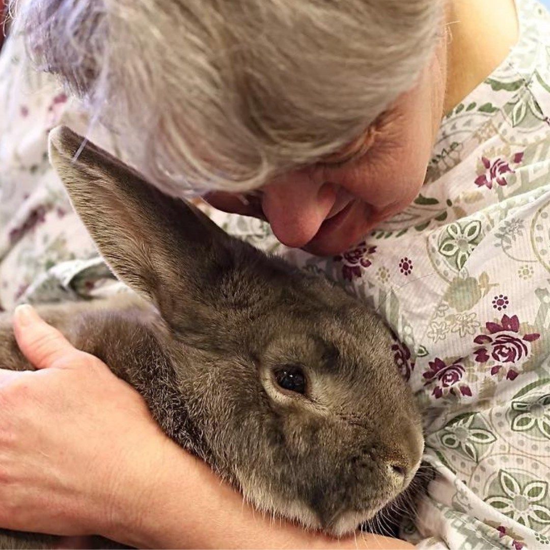 Animal Interaction Workshop for Adults with disabilities