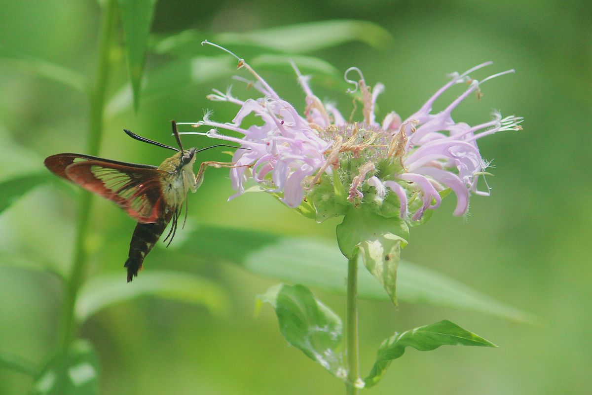 Native Plants for Your Garden: Right Plant, Right Place - Mt. Lebanon Nature Concervancy