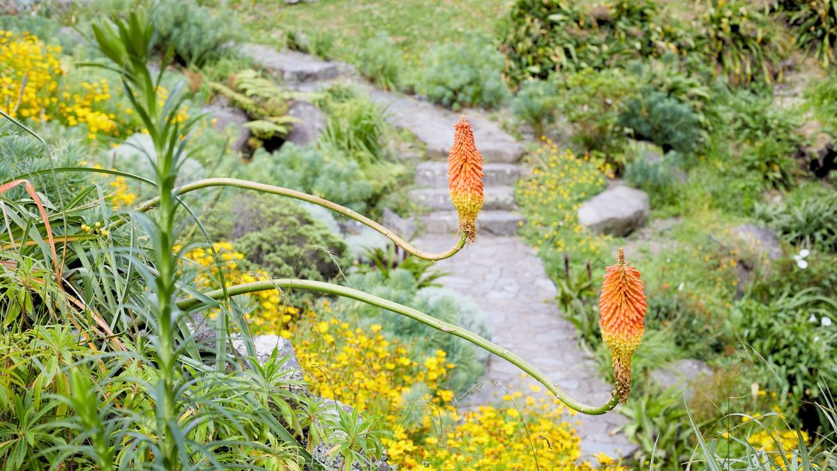 Botanical idiosyncrasies - guided walk 