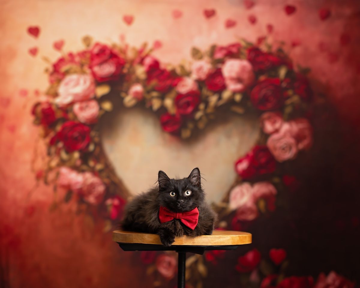 A Very Purrrrry Valentine Special Event