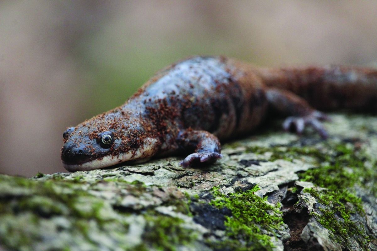 AT CAPACITY After School Animals: Salamanders