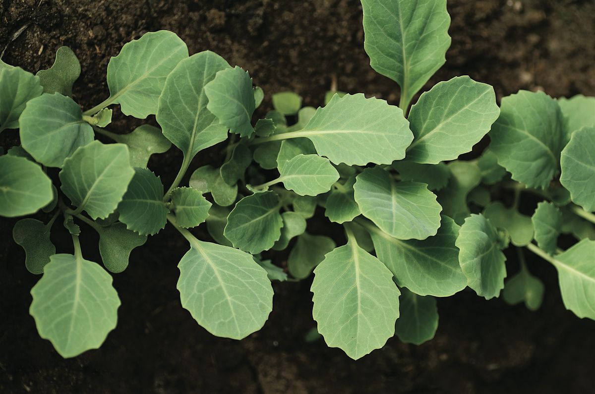 Build a Grow-Bag Veggie Garden